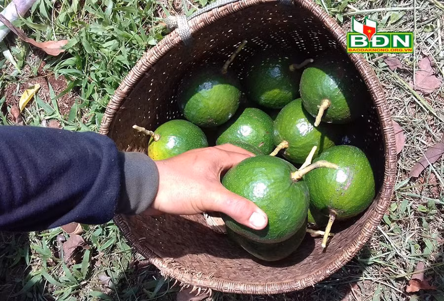 Bơ booth có giá khoảng 10.000 đồng/kg, rẻ nhất trong vòng chục năm qua trên địa bàn tỉnh Đắk Nông.