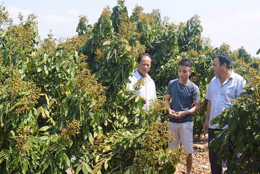 Ông Nguyễn Viết Tất (bên trái) trao đổi kinh nghiệm chăm sóc cây ăn quả với hội viên trong xã. Ảnh: Anh Huy Ông Nguyễn Viết Tất (bên trái, trú xã Ia Piơr, huyện Chư Prông) trao đổi cách chăm sóc cây ăn quả với hội viên trong xã. Ảnh: A.H