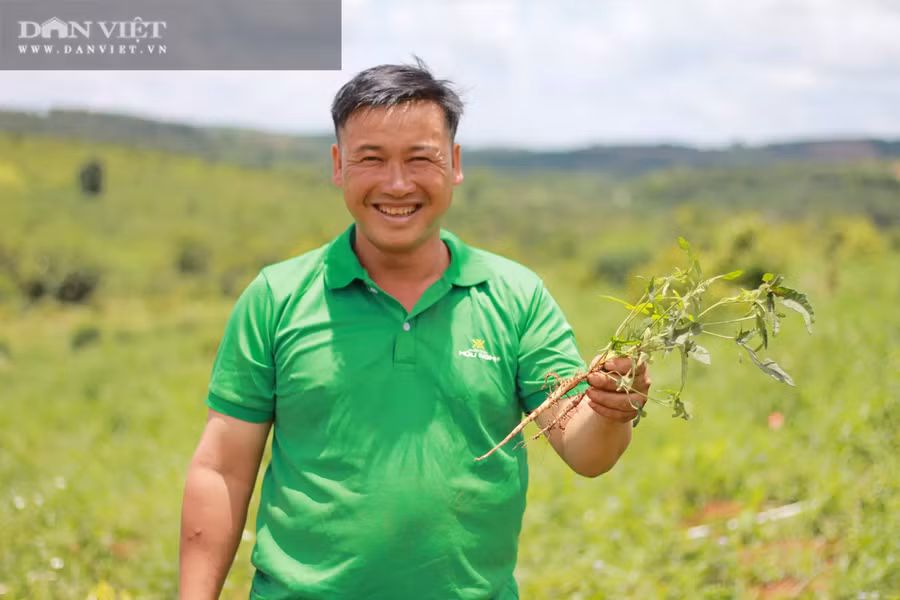 Anh Phạm Văn Khang, (xã Đắk Búk So, huyện Tuy Đức, tỉnh Đắk Nông) kiểm tra chất lượng sâm Bố chính. (Ảnh: PL)