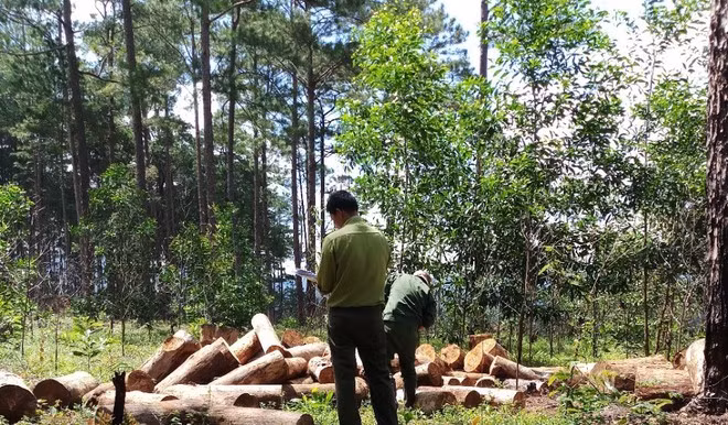 Cơ quan chức năng phát hiện thu giữ 120 lóng gỗ thông tại TK 439 ẢNH: TRÙNG DƯƠNG