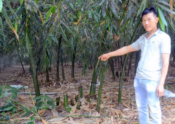Anh Nguyễn Hải Nam bên vườn măng tre của gia đình. Ảnh: Trần Trung.