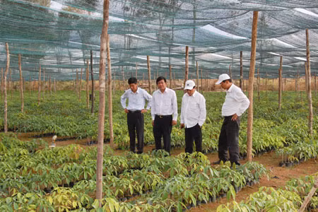 Vườn ươm cao su giống của công ty. Ảnh: Lê Thành