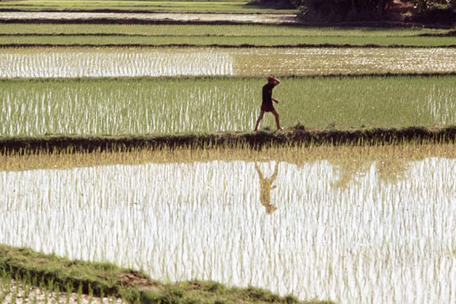 Cánh đồng lúa ở Phú Tài, Việt Nam nơi Hendinger đã đóng quân Cánh đồng lúa ở Phú Tài, Việt Nam nơi Hendinger đã đóng quân