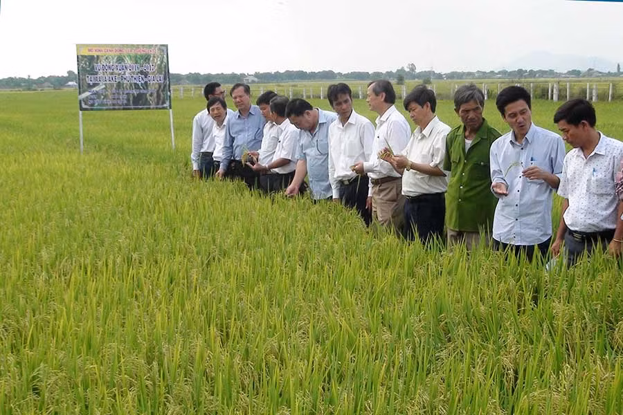  Mô hình cánh đồng lúa lớn một giống cho hiệu quả cao tại huyện Phú Thiện. Ảnh: Dũng Phương
