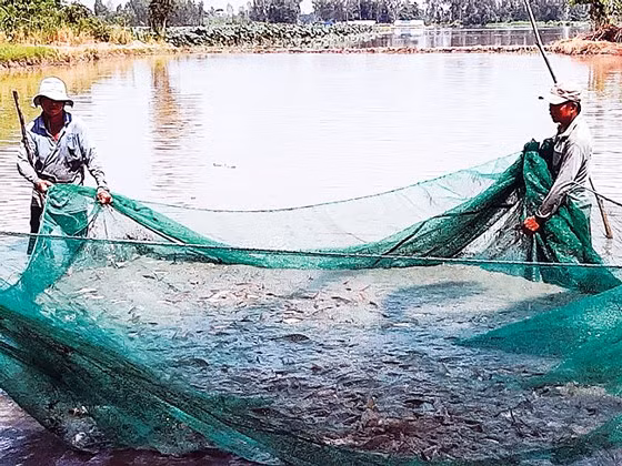 Kéo lưới bắt cá. 