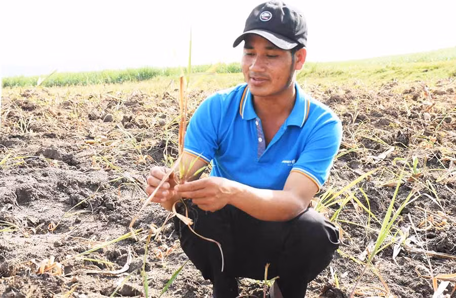  Anh Đinh Rang-Giám đốc Hợp tác xã Nông nghiệp và Dịch vụ Kông Pla cho biết sẽ phát triển mô hình trồng sả đối với 25 thành viên với diện tích khoảng 20 ha. Ảnh: Minh Triều