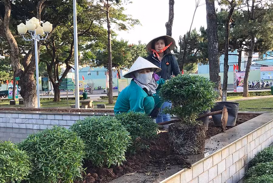  Công nhân Công ty cổ phần Công trình Đô thị Gia Lai chỉnh trang hệ thống cây xanh trong khuôn viên Quảng trường Đại Đoàn Kết. Ảnh: Phương Linh