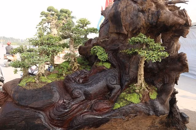  7 Vị trí trồng các cây bonsai được anh Thịnh tính toán, cân nhắc cẩn thận. Đây là loài hoa được mệnh danh là một trong những “thập đại danh hoa” nổi tiếng đẹp bậc nhất. Hoa nhất chi mai nở vào mùa xuân, thường được gọi là mai trắng, khi bung nở chúng có màu trắng muốt, cánh đều xếp chồng nhau.