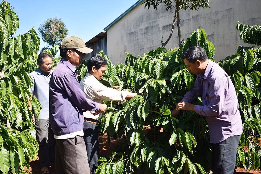  Cán bộ xã Ia Chía (huyện Ia Grai) hướng dẫn đồng bào dân tộc thiểu số cách chăm sóc cây cà phê. Ảnh: P.T
