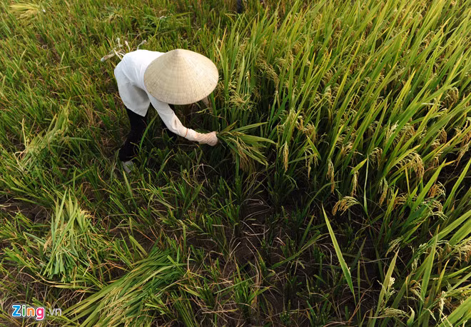 Bộ KH&ĐT cho biết sẽ sớm có luật về việc nông dân cho thuê lại đất. Ảnh: Việt Hùng.