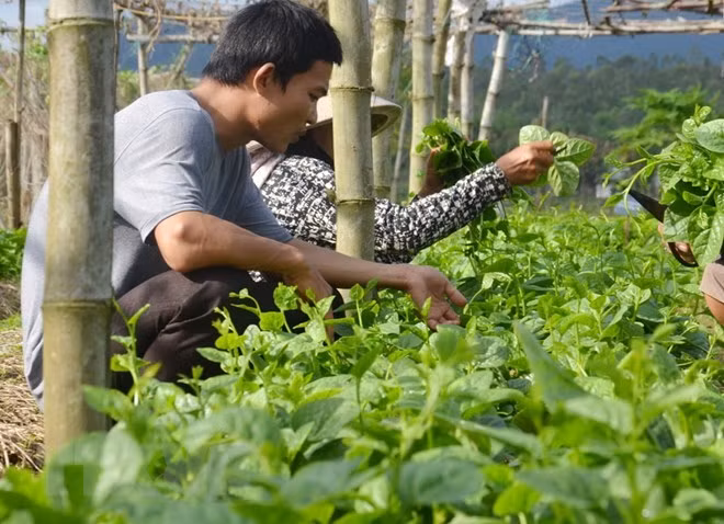 Ảnh minh họa. (Nguồn: TTXVN) Ảnh minh họa. (Nguồn: TTXVN)