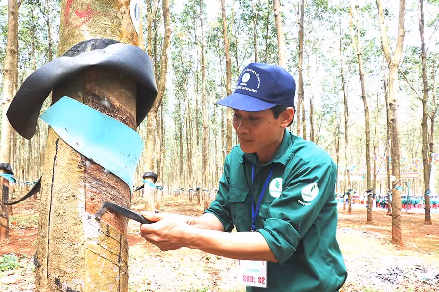  Là người thợ cạo mủ giỏi nên anh Võ Đình Văn nhiều lần được Công ty chọn tham gia đào tạo kỹ thuật cho các công nhân mới vào nghề. Ảnh: H.T