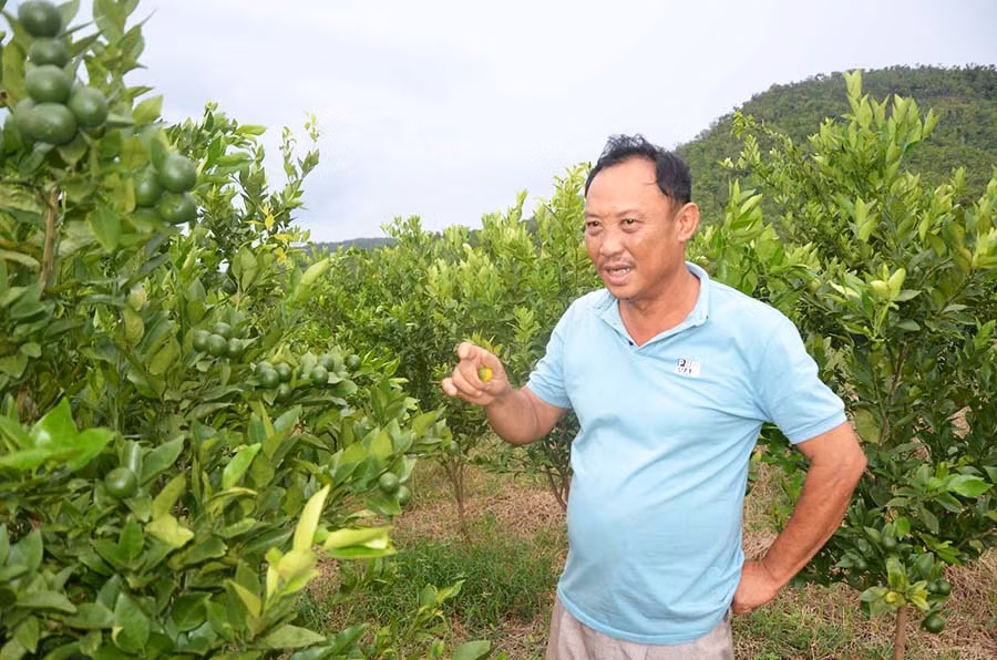  Vườn cam bạt ngàn của ông Phan Văn Khanh dưới chân đèo Tô Na. Ảnh: Đ.P