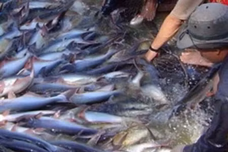 Việt Nam yêu cầu WWF đưa cá tra ra khỏi danh sách đỏ ảnh 1