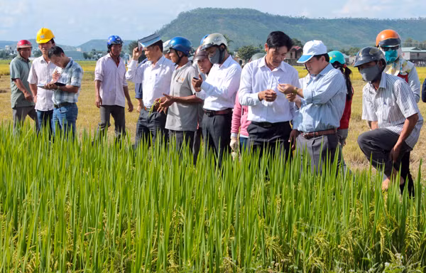 Cánh đồng liền thửa rộng lớn là điều kiện thuận lợi để huyện Phú Thiện sản xuất lúa giống. Ảnh: Đ.P