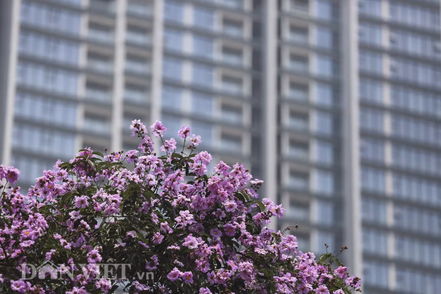 Loài hoa mỏng manh, mang mầu sắc của sự thủy chung, son sắt này từ lúc nào đã hòa vào hơi thở, nhịp sống người dân Thủ đô.