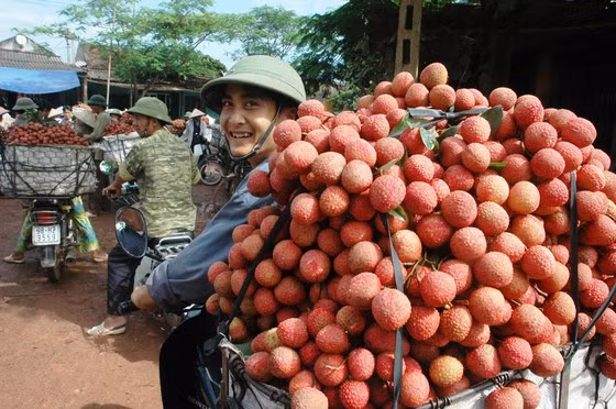  Niềm vui sẽ sớm trở lại đối với người trồng vải thiều Việt Nam. Ảnh: VĂN PHÚC