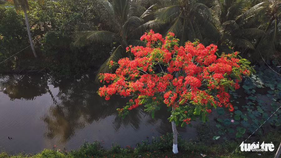 Đường này được đánh giá rất thơ mộng bởi vừa có hoa phượng, vừa có kênh và bên kia kênh là những hàng dừa xanh rì - Ảnh: CHÍ QUỐC