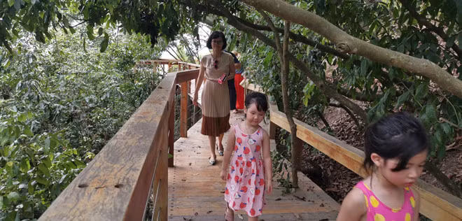 Đến đảo Soi Sim, du khách không thể bỏ qua hành trình khám phá rừng nguyên sinh với cầu thang bộ bằng gỗ độc đáo ẢNH LÃ NGHĨA HIẾU