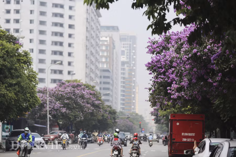 Những góc phố trong tháng 5, dần như không thể thiếu hình ảnh sắc tím của bằng lăng.