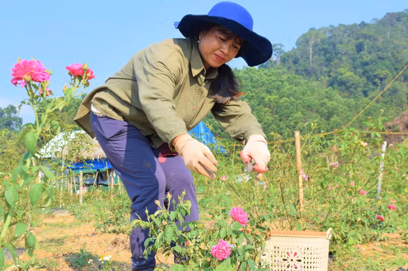 Vườn hoa hồng của anh Minh như điểm sáng trong việc tạo công ăn việc làm cho người dân Cơ Tu, nơi đây đã tạo việc làm ổn định cho 7 lao động trên địa bàn - Ảnh: ĐỨC TÀI