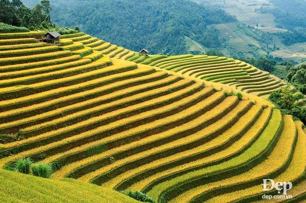 Ruộng bậc thang ở Mù Cang Chải vào mùa lúa chín. (Nguồn: Đẹp/Vietnam+)