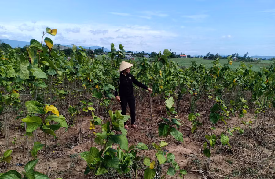 Chị Nguyễn Thị Thanh Tâm (thôn 2, xã Kông Pla, huyện Kbang) kiểm tra ruộng dâu tằm. Ảnh: Ngọc Minh