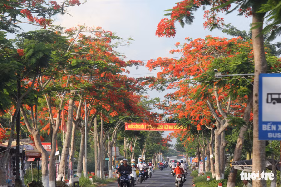 Ngập tràn sắc đỏ - Ảnh: CHÍ QUỐC