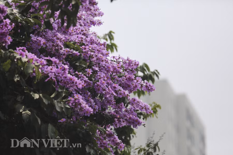 Hàng năm vào khoảng tháng 5, trên nhiều con đường của Thủ đô Hà Nội, hoa bằng lăng tím lại nở rộ. Sắc tím làm mê mẩn khiến bất cứ người nào đi qua cũng phải ngước lên ngắm nhìn.