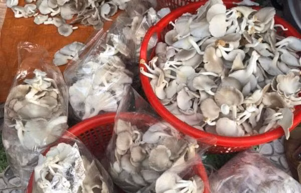  Hiện nay, anh Tuấn đã thành lập Hợp tác xã Nông nghiệp Tân Phú Quý (thôn Phú Quý, xã Đại Hiệp, huyện Đại Lộc, tỉnh Quảng Nam).