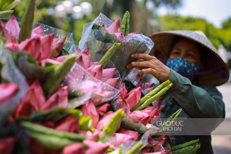  Hàng xe hàng rong chở đầy sắc sen đã như một nét văn hoá rất riêng của Hà Nội những ngày tháng 5 về.
