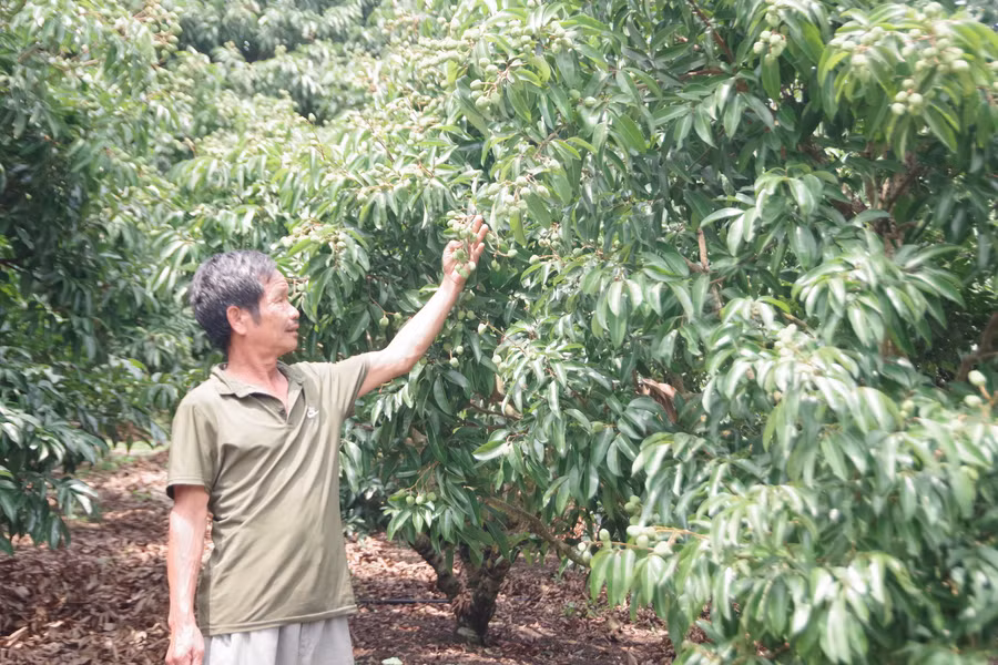 Ông Trần Văn Lân ở thôn Lâm, xã Nam Dương (Lục Ngạn, Bắc Giang) chăm sóc vải thiều.