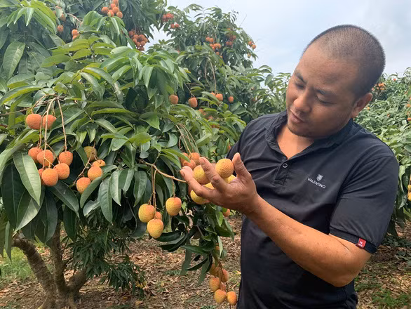  Vải thiều Lục Ngạn đang bắt đầu cho thu hoạch, hiện giá bán ở mức cao, trung bình 30.000 - 35.000 đồng/kg - Ảnh: P.LINH