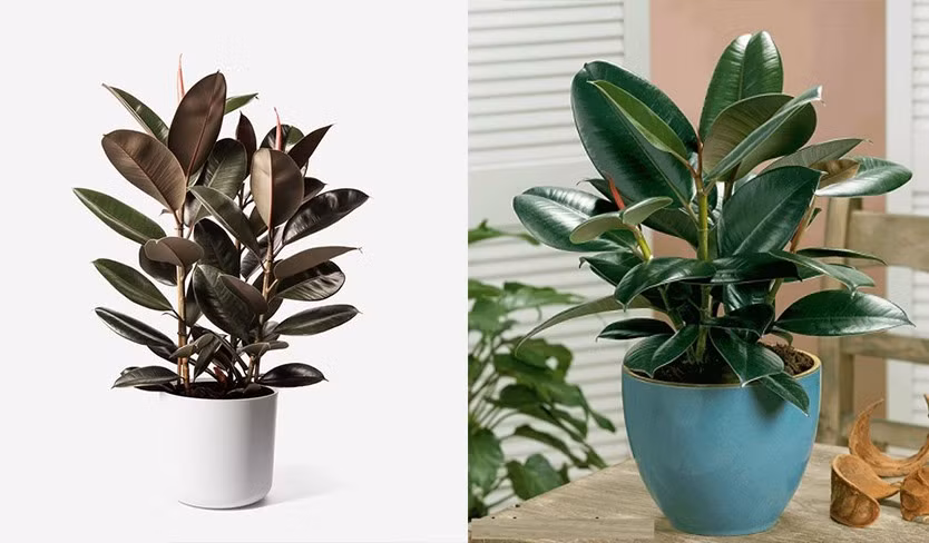 Cây đa đỏ có khả năng cung cấp O2 cho một bầu không khí thật mát mẻ, giúp tạo điểm nhấn cho không gian phòng khách. Đồ họa: Phan Anh