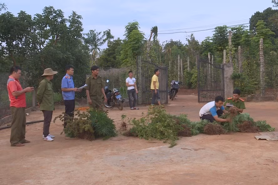 Công an thu giữ nhiều cây cần sa. Ảnh: Lin Xong