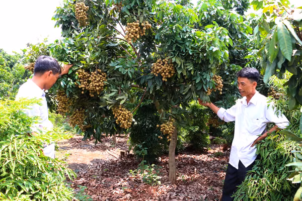 Ông Dương Công Lãm (bên phải). Ảnh: Q.T