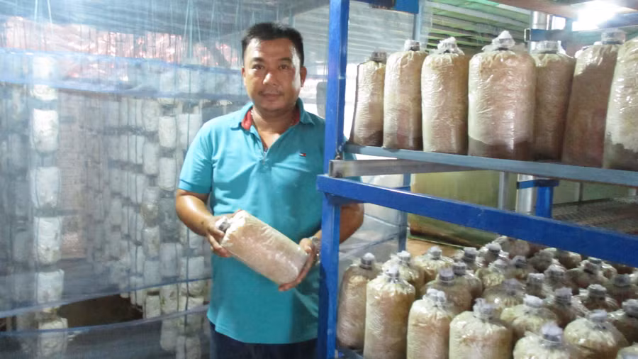 Anh Nguyễn Anh Tuấn, Phú Quý, xã Đại Hiệp, huyện Đại Lộc, tỉnh Quảng Nam về trồng nấm sò.