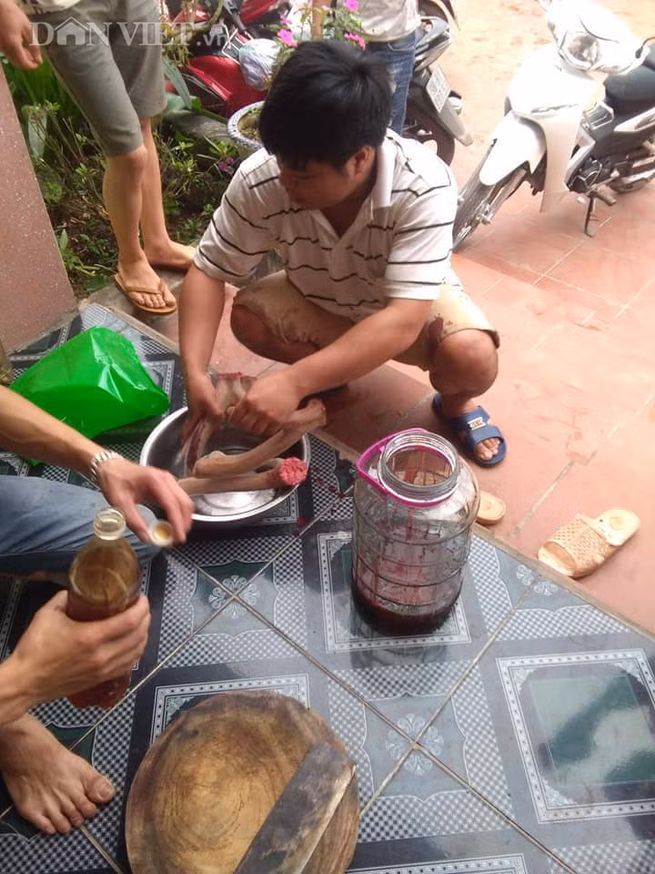 Theo anh Sơn, nhung hươu là dược liệu quý, ví như thứ thực phẩm 
