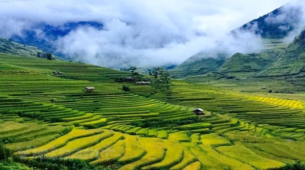 Chiều tà trên bản Lìm Mông ở Mù Cang Chải, mây sà xuống ấp ôm những mái nhà rêu cũ giữa cánh đồng lúa mênh mông. (Ảnh: Xuân Mai/Vietnam+)