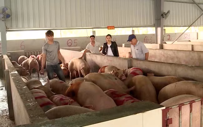 Nhiều trại nuôi ở Đồng Nai chủ động thực hiện an toàn sinh học để bảo vệ đàn trước dịch tả lợn châu Phi. Ảnh: N.V