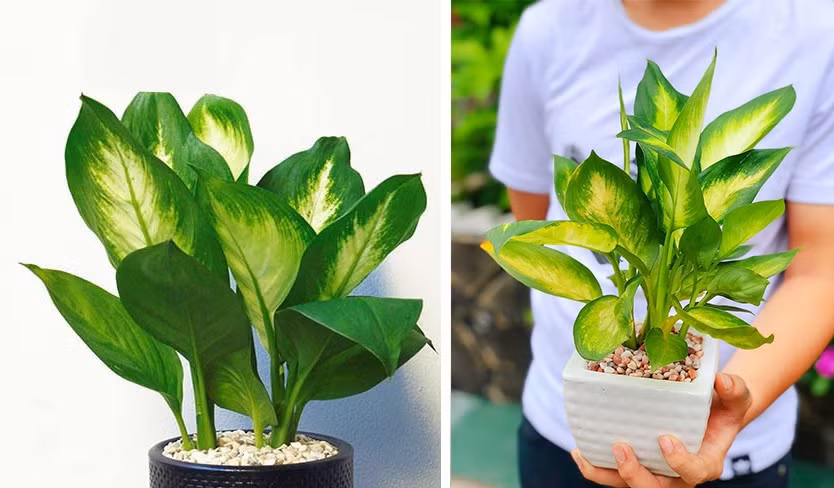 Vạn niên thanh là một cỗ máy điều hòa sinh học, nhờ khả năng hấp thụ các thán khí và trả lại cho môi trường lượng O2. Đồ họa: Phan Anh