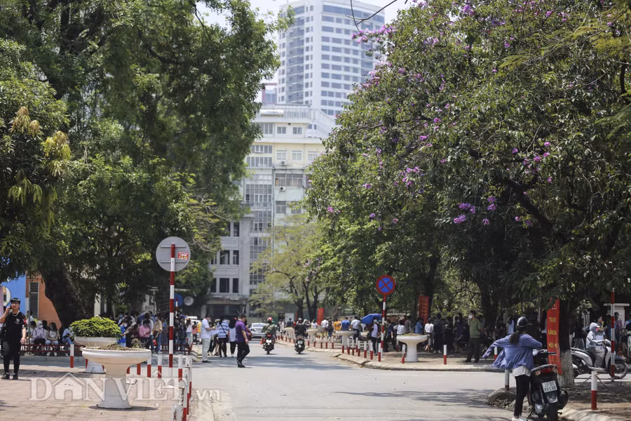 Trong khuôn viên trường Đại học Sư phạm Hà Nội và Đại học Bách khoa Hà Nội cũng nổi tiếng với những con đường phủ bóng cây hoa bằng lăng.