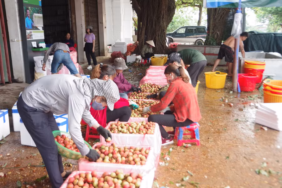 Đại lý mua bán nông sản Tỵ Hoàn đang sơ chế, đóng gói vải thiều để xuất khẩu sang Trung Quốc.