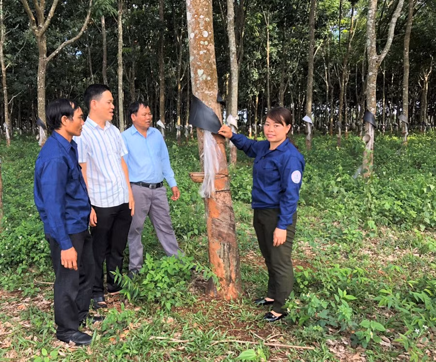  Chị Đỗ Thị Hòa cùng lãnh đạo, công nhân Nông trường kiểm tra vườn cây cao su. Ảnh: H.T