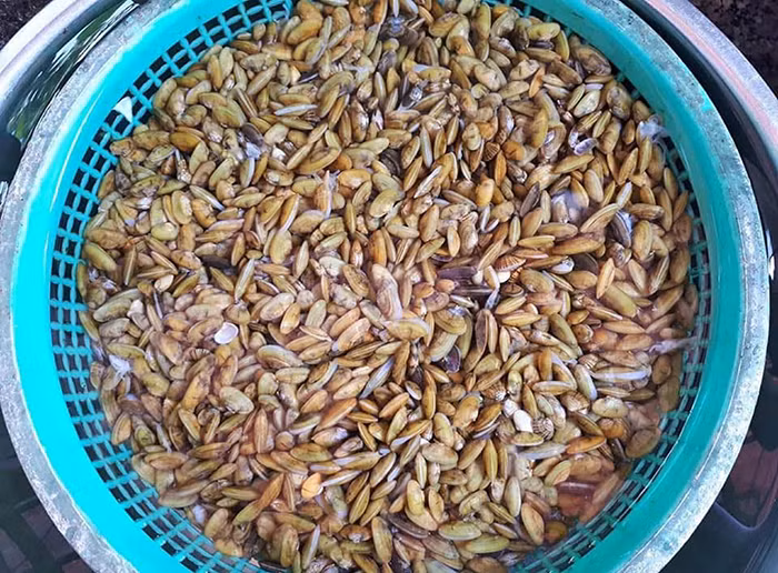 Don Quảng Ngãi. Don Quảng Ngãi.