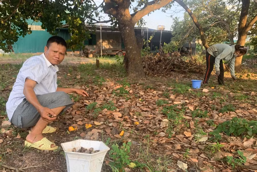 Vườn điều của ông Nguyễn Văn Tiến, (xã Hòa Phú, TP Buôn Ma Thuột, Đắk Lắk) năm nay gần như bị mất trắng. Ảnh: Duy Hậu