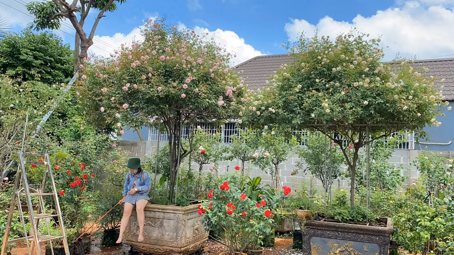 Ở đây có những gốc hồng cổ thụ, dáng Tree-rose (dáng vươn cao), giá trị lớn. Ảnh: NVCC 