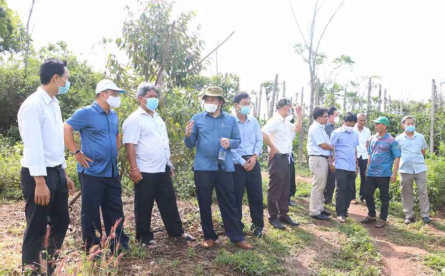 Đoàn giám sát đã đến tham quan vườn cây ăn quả của thành viên Hợp tác xã nông nghiệp và dịch vụ Nam Yang. Ảnh: Quang Tấn
