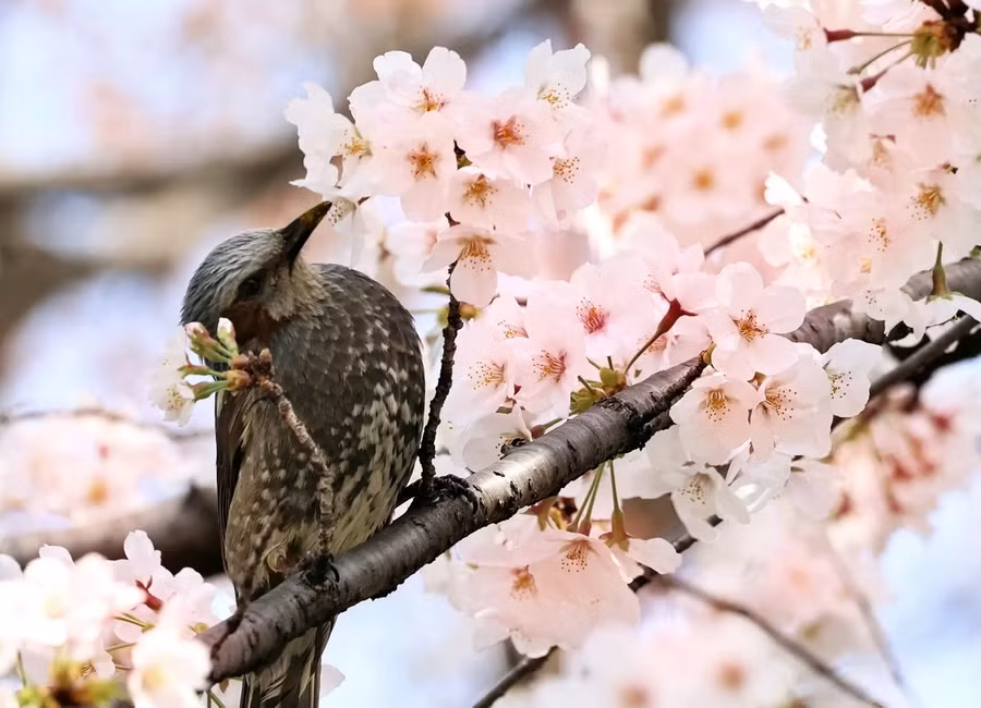 Một chú chim đậu trên cành hoa anh đào nở rộ trong công viên Ueno ở Tokyo, Nhật Bản. (Ảnh: Yoshio Tsunoda/Aflo/Rex/Shutterstock) Một chú chim đậu trên cành hoa anh đào nở rộ trong công viên Ueno ở Tokyo, Nhật Bản. (Ảnh: Yoshio Tsunoda/Aflo/Rex/Shutterstock)