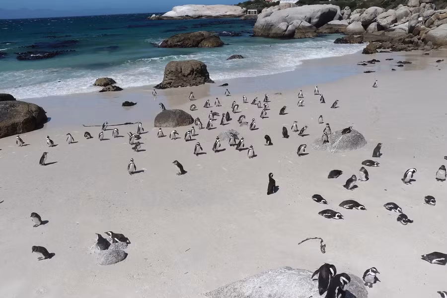 Đàn chim cánh cụt châu Phi trên một bãi biển ở Cape Town, Nam Phi. Các chuyên gia cho biết, loài động vật nằm trong Sách đỏ này đang đối diện với nguy cơ tuyệt chủng do số lượng quần thể giảm mạnh. Những nỗ lực đang được Tổ chức Bảo tồn các loài chim ven biển Nam Phi thực hiện trong nhiều năm qua nhằm cứu hộ, phục hồi và thả chúng về với môi trường tự nhiên. (Ảnh: Anadolu Agency/Getty Images) Đàn chim cánh cụt châu Phi trên một bãi biển ở Cape Town, Nam Phi. Các chuyên gia cho biết, loài động vật nằm trong Sách đỏ này đang đối diện với nguy cơ tuyệt chủng do số lượng quần thể giảm mạnh. Những nỗ lực đang được Tổ chức Bảo tồn các loài chim ven biển Nam Phi thực hiện trong nhiều năm qua nhằm cứu hộ, phục hồi và thả chúng về với môi trường tự nhiên. (Ảnh: Anadolu Agency/Getty Images)